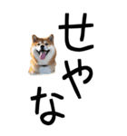 老眼でも見える【関西弁】柴犬（個別スタンプ：37）
