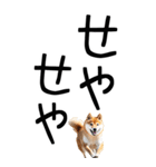 老眼でも見える【関西弁】柴犬（個別スタンプ：38）