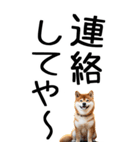 老眼でも見える【関西弁】柴犬（個別スタンプ：39）
