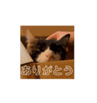 動くソイとチャイ（個別スタンプ：1）
