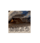 動くソイとチャイ（個別スタンプ：4）