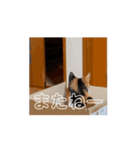動くソイとチャイ（個別スタンプ：5）