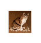 動くソイとチャイ（個別スタンプ：6）