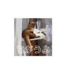 動くソイとチャイ（個別スタンプ：7）