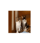 動くソイとチャイ（個別スタンプ：9）