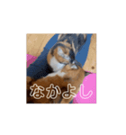 動くソイとチャイ（個別スタンプ：13）