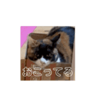 動くソイとチャイ（個別スタンプ：14）