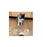 動くソイとチャイ（個別スタンプ：16）