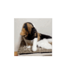 動くソイとチャイ②（個別スタンプ：7）