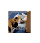 動くソイとチャイ②（個別スタンプ：10）