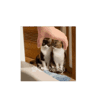 動くソイとチャイ②（個別スタンプ：12）