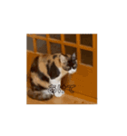 動くソイとチャイ②（個別スタンプ：14）