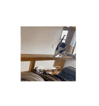 動くソイとチャイ②（個別スタンプ：15）