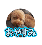 黒さきプリン Circle（個別スタンプ：2）