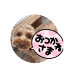 黒さきプリン Circle（個別スタンプ：5）