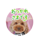 黒さきプリン Circle（個別スタンプ：6）
