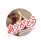 黒さきプリン Circle（個別スタンプ：10）