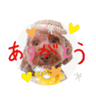 黒さきプリン Circle（個別スタンプ：11）