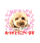 黒さきプリン Circle（個別スタンプ：12）
