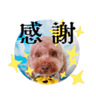 黒さきプリン Circle（個別スタンプ：13）