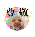 黒さきプリン Circle（個別スタンプ：14）
