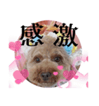 黒さきプリン Circle（個別スタンプ：15）
