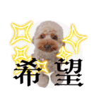 黒さきプリン Circle（個別スタンプ：17）