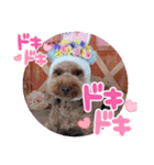 黒さきプリン Circle（個別スタンプ：21）