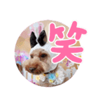 黒さきプリン Circle（個別スタンプ：25）