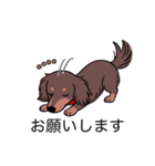名前入りダックスロングチョコタン（個別スタンプ：7）