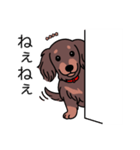 名前入りダックスロングチョコタン（個別スタンプ：12）