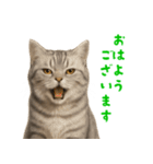 ぬいぐるみサバトラ猫【毎日使える】（個別スタンプ：1）