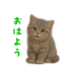 ぬいぐるみサバトラ猫【毎日使える】（個別スタンプ：2）