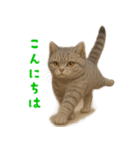 ぬいぐるみサバトラ猫【毎日使える】（個別スタンプ：3）