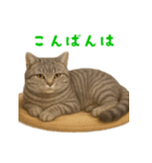 ぬいぐるみサバトラ猫【毎日使える】（個別スタンプ：4）