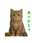 ぬいぐるみサバトラ猫【毎日使える】（個別スタンプ：6）