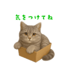 ぬいぐるみサバトラ猫【毎日使える】（個別スタンプ：12）