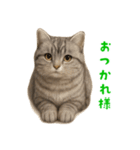 ぬいぐるみサバトラ猫【毎日使える】（個別スタンプ：13）
