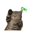 ぬいぐるみサバトラ猫【毎日使える】（個別スタンプ：15）