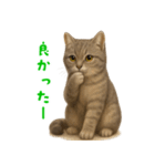 ぬいぐるみサバトラ猫【毎日使える】（個別スタンプ：16）