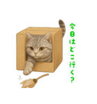 ぬいぐるみサバトラ猫【毎日使える】（個別スタンプ：20）