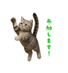 ぬいぐるみサバトラ猫【毎日使える】（個別スタンプ：27）