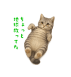 ぬいぐるみサバトラ猫【毎日使える】（個別スタンプ：30）
