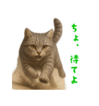 ぬいぐるみサバトラ猫【毎日使える】（個別スタンプ：32）