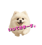 きょんももひなまり♥もものスタンプ（個別スタンプ：10）