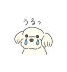 ふわふわ♡マルチーズ スタンプ（個別スタンプ：21）