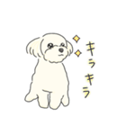 ふわふわ♡マルチーズ スタンプ（個別スタンプ：32）