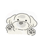 ふわふわ♡マルチーズ スタンプ（個別スタンプ：33）
