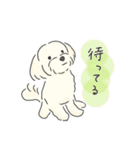 ふわふわ♡マルチーズ スタンプ（個別スタンプ：35）