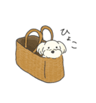 ふわふわ♡マルチーズ スタンプ（個別スタンプ：36）